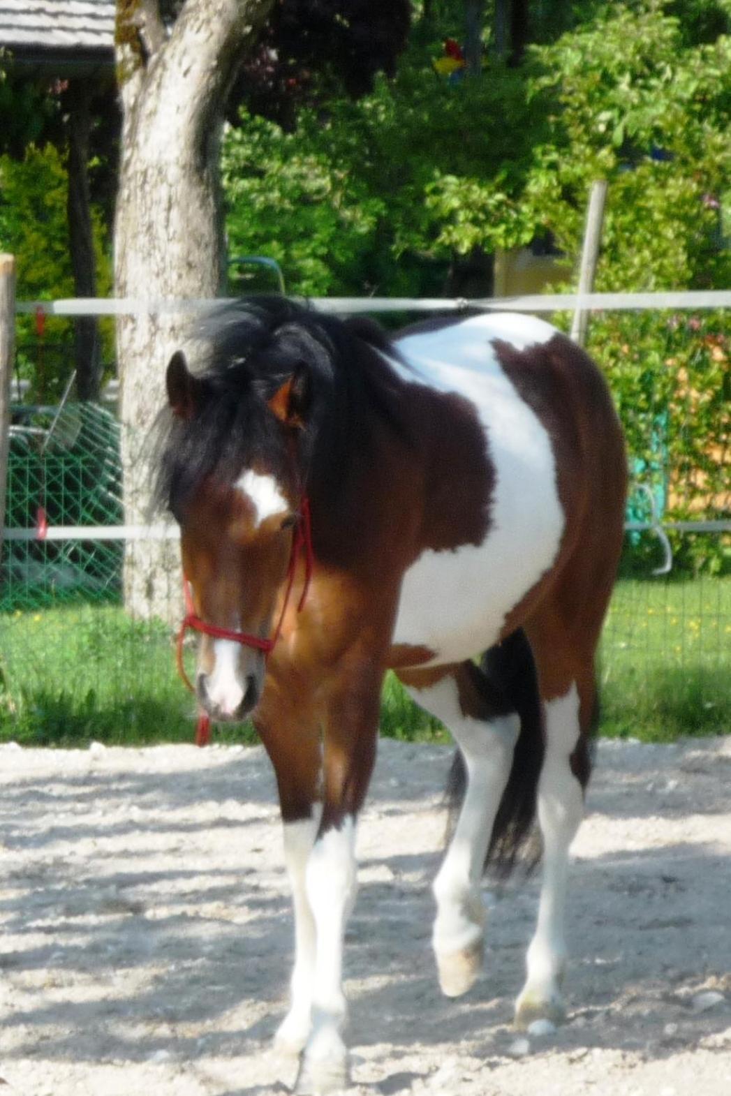 Ferienhof Unterfuehrholzergut Klaus an der Pyhrnbahn 외부 사진